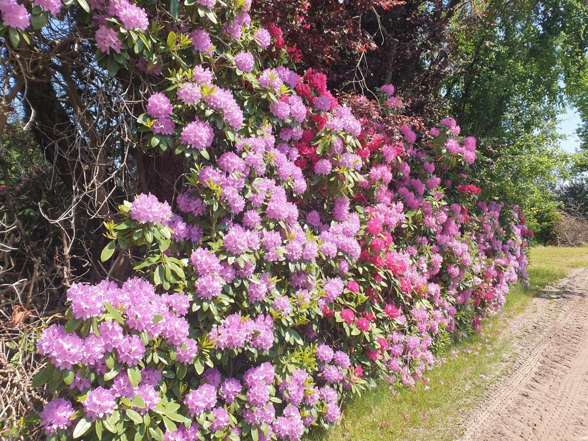 Gartenblick