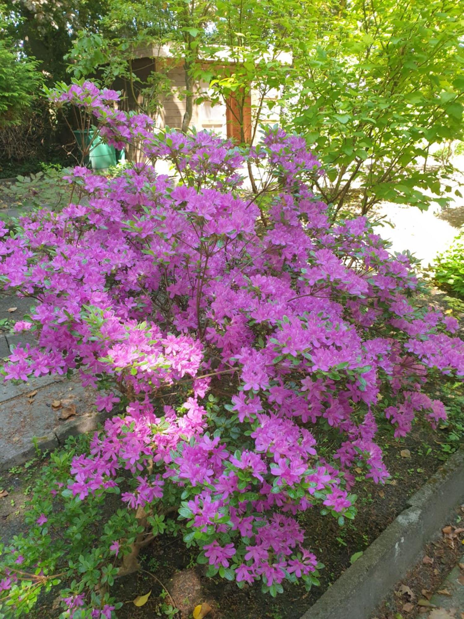 Gartenblick Apartment Westerstede